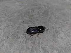 Passalinae