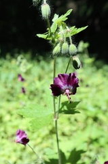Geranium phaeum