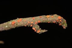 Favolaschia
