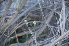 Centaurea melitensis