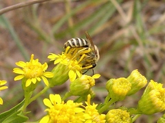 Colletes speculiferus