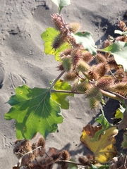Xanthium orientale italicum