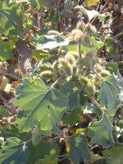 Xanthium orientale italicum