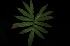 Asterostigma