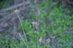 Centaurea melitensis