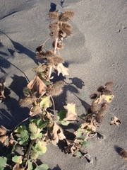 Xanthium orientale italicum