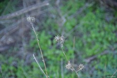 Centaurea melitensis