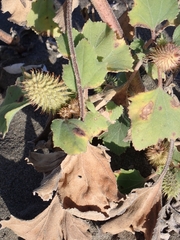 Xanthium orientale italicum