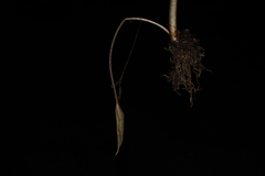 Asterostigma