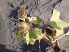 Xanthium orientale italicum