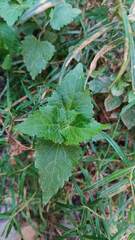 Eupatorieae