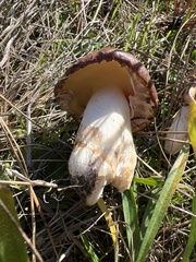 Suillus pseudobrevipes