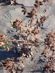 Xanthium orientale italicum