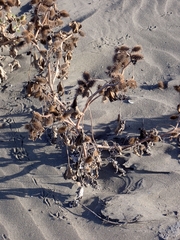 Xanthium orientale italicum