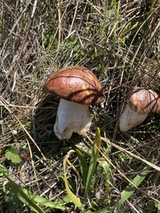 Suillus pseudobrevipes