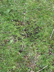 Oryctolagus cuniculus