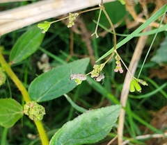 Coreidae