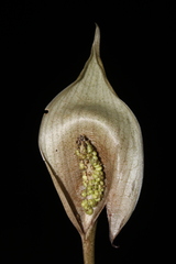 Asterostigma