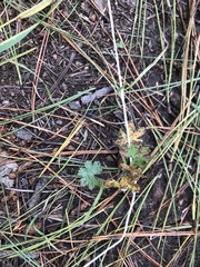 Geranium caespitosum