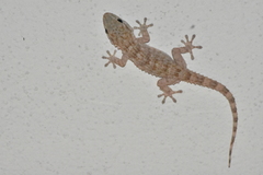 Tarentola mauritanica mauritanica