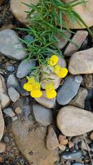 Calceolaria tripartita