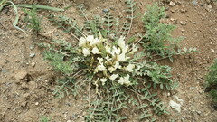 Astragalus scaberrimus