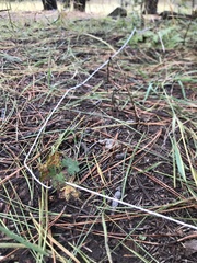Geranium caespitosum