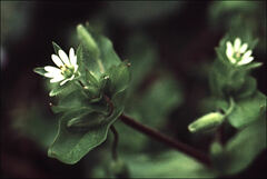 Stellaria media