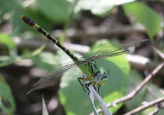 Erpetogomphus