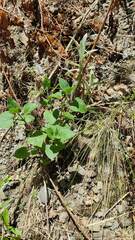 Urtica thunbergiana