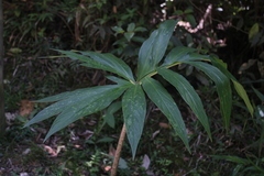 Asterostigma
