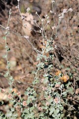 Eriogonum cinereum