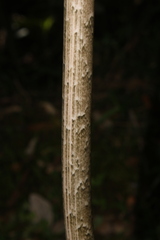 Asterostigma