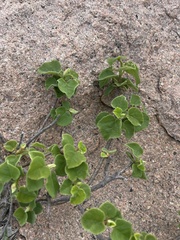 Ficus tettensis