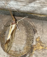 Platycentropus radiatus