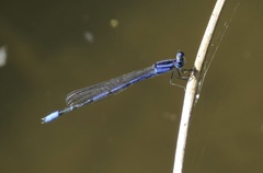 Enallagma semicirculare