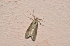 Evergestis isatidalis