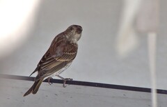 Haemorhous purpureus