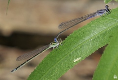 Enallagma novaehispaniae