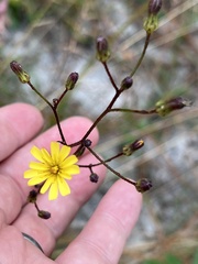 Hieracium megacephalon