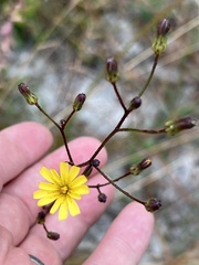 Hieracium megacephalon