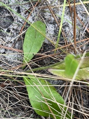 Hieracium megacephalon