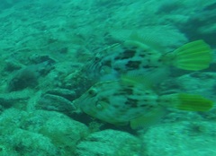 Stephanolepis hispida