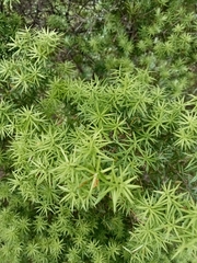 Leptecophylla juniperina