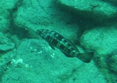 Serranus atricauda