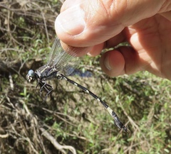 Phyllogomphoides nayaritensis