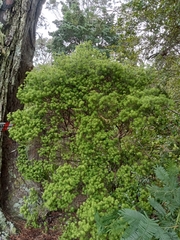 Leptecophylla juniperina