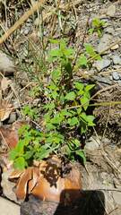 Minthostachys mollis