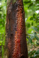 Herpothallon rubrocinctum