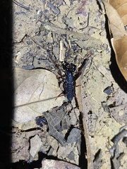 Thelyphonellus amazonicus